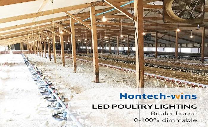 Reasons for Utilizing Broiler LED Lighting Systems in Chicken Farms